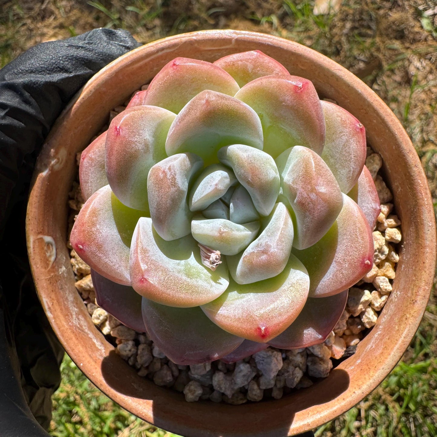 Rare succulents plants, Echeveria Korean cream ' Ice Green', 2.1inches