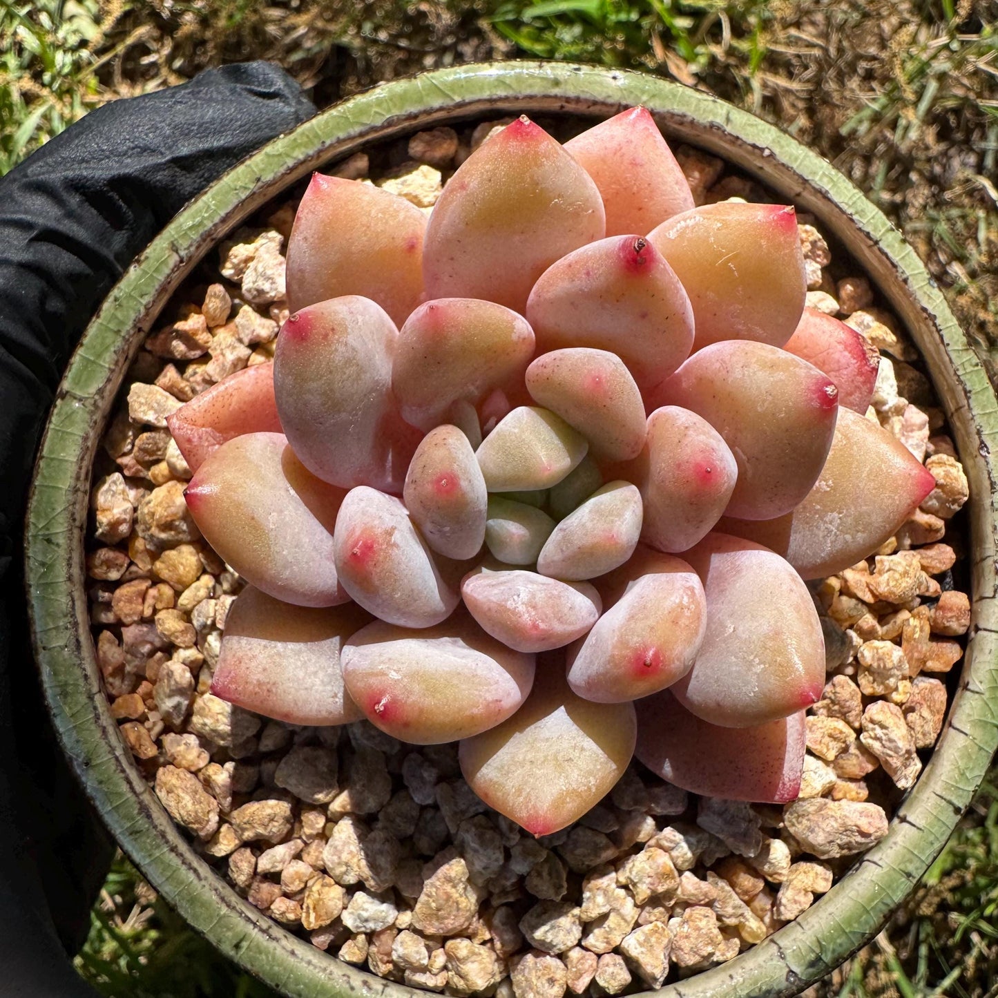 Rare succulents , Echeveria 'beauty summer' , 2.1inches