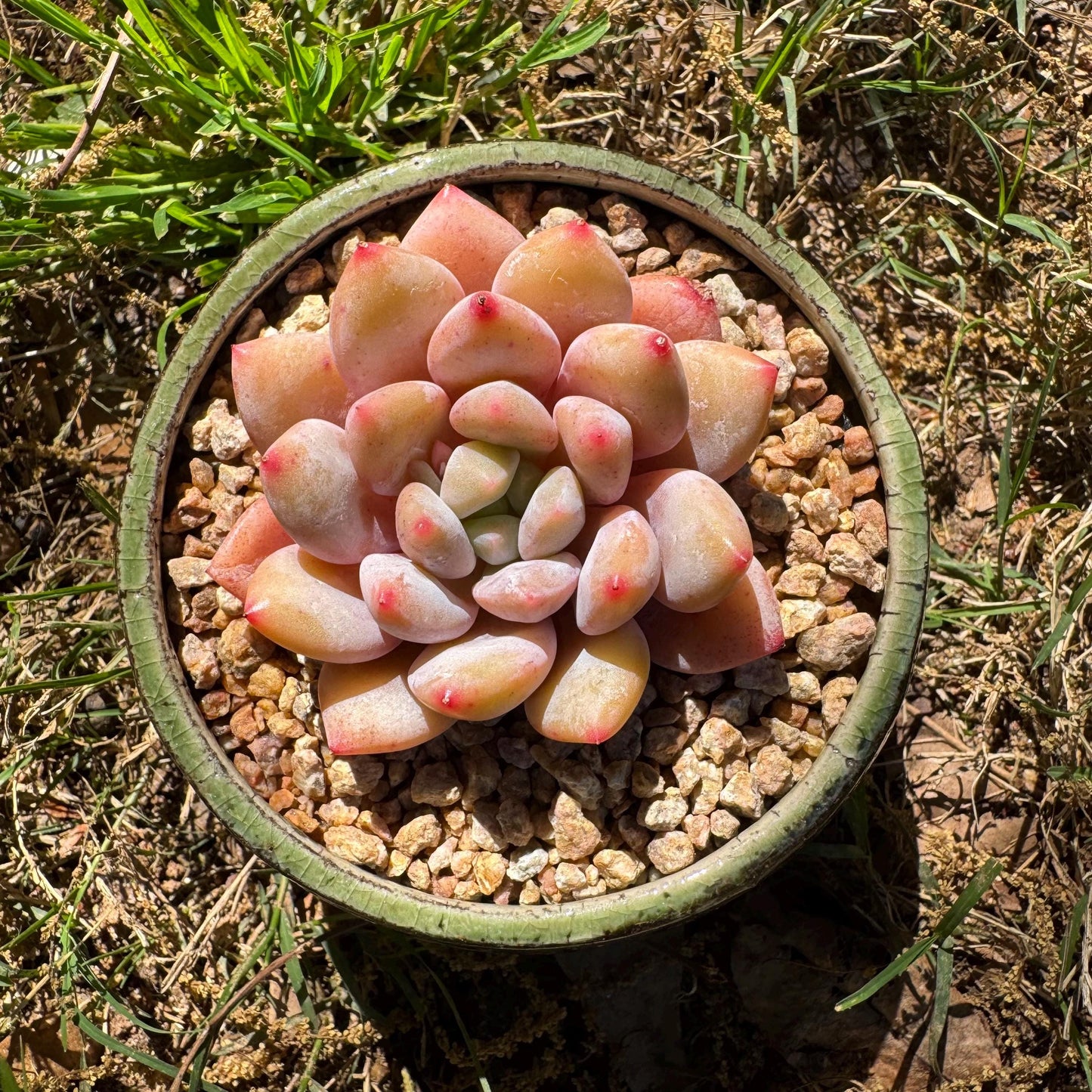 Rare succulents , Echeveria 'beauty summer' , 2.1inches
