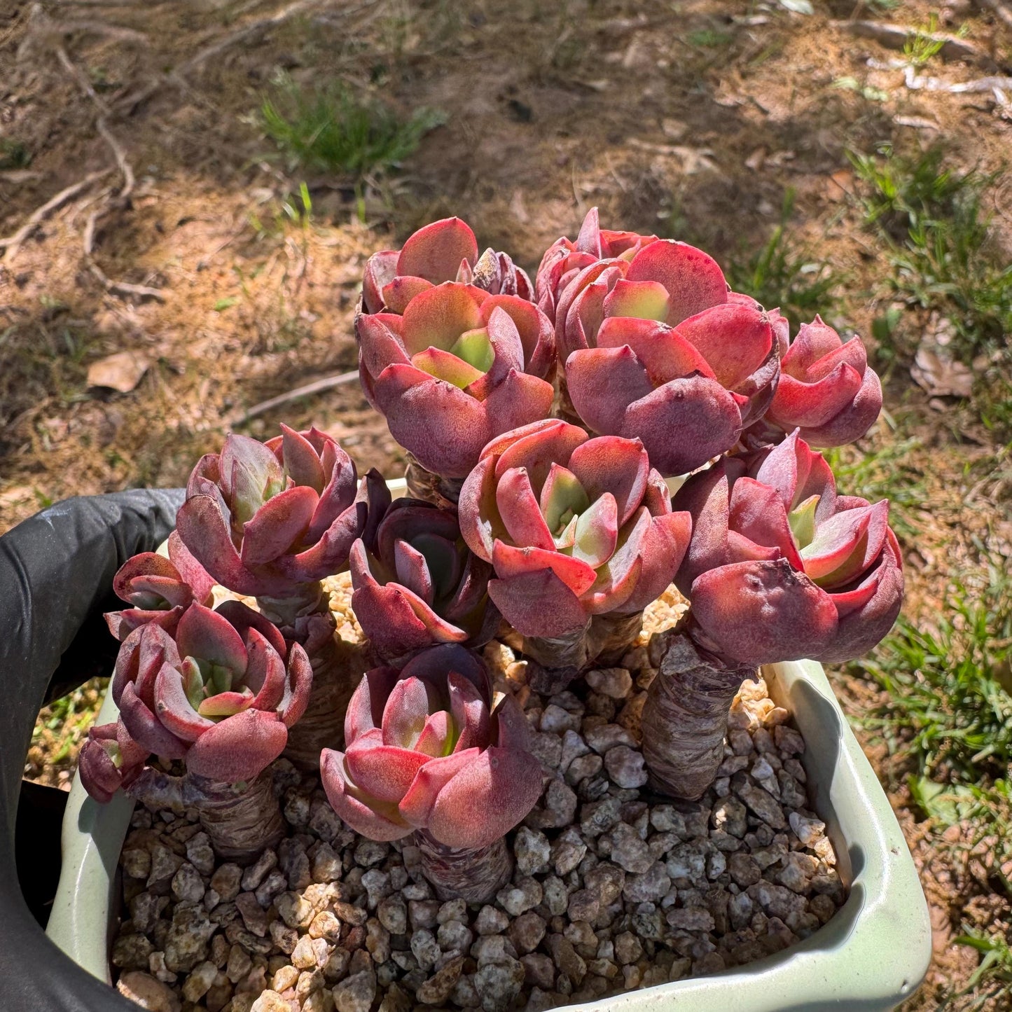 New succulents, Echeveria 'Suyon' cluster, 2.9inches