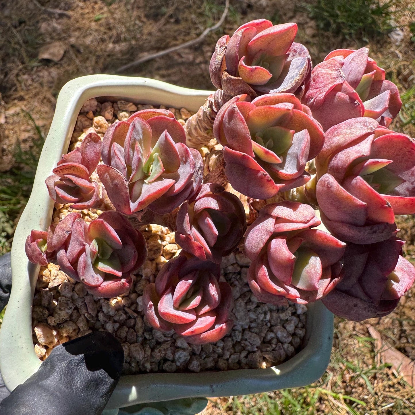 New succulents, Echeveria 'Suyon' cluster, 2.9inches