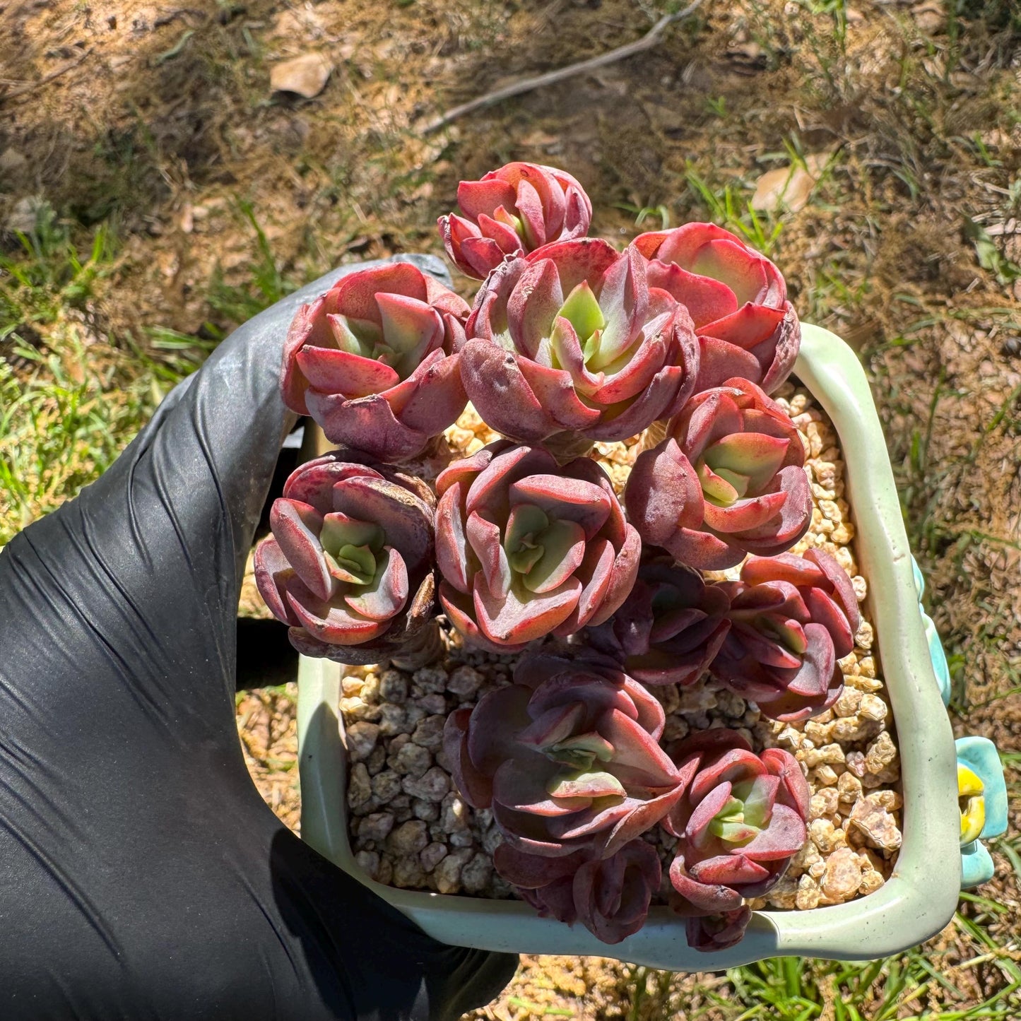 New succulents, Echeveria 'Suyon' cluster, 2.9inches