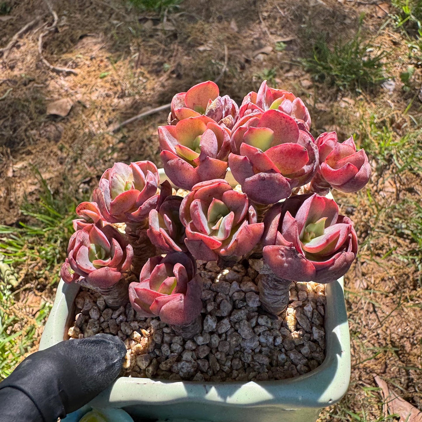 New succulents, Echeveria 'Suyon' cluster, 2.9inches
