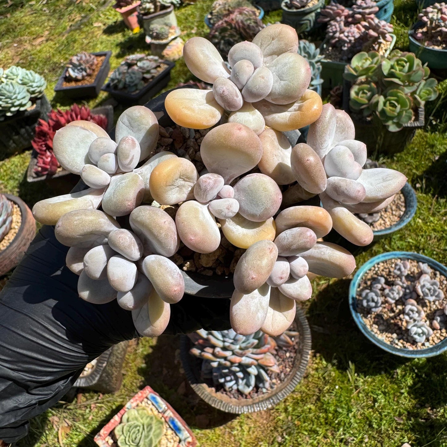Pachyphytum oviferum, 6heads(2 clusters together), 3.7inches