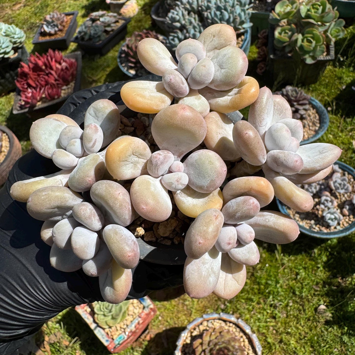 Pachyphytum oviferum, 6heads(2 clusters together), 3.7inches