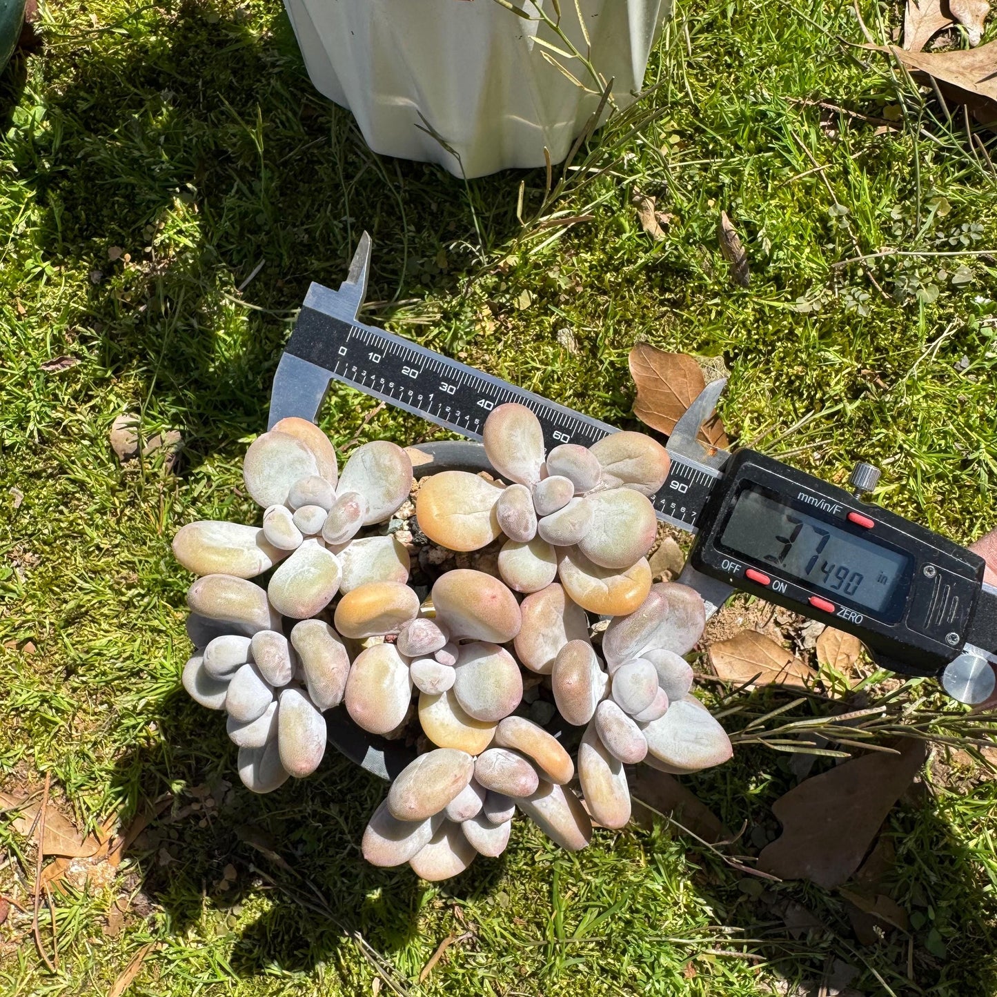 Pachyphytum oviferum, 6heads(2 clusters together), 3.7inches