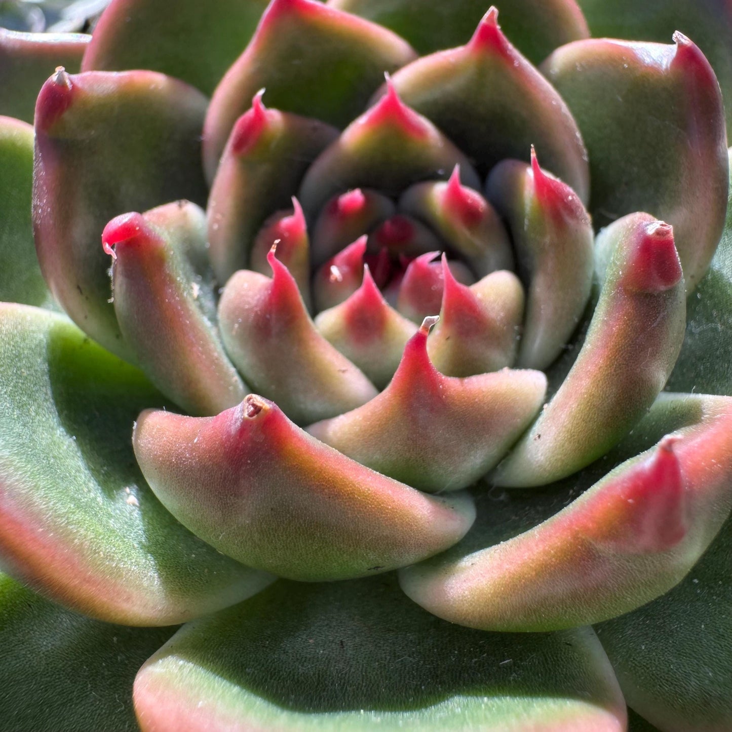 Echeveria 'Blue Dragon hybrid ' , big single head, 4.1inches