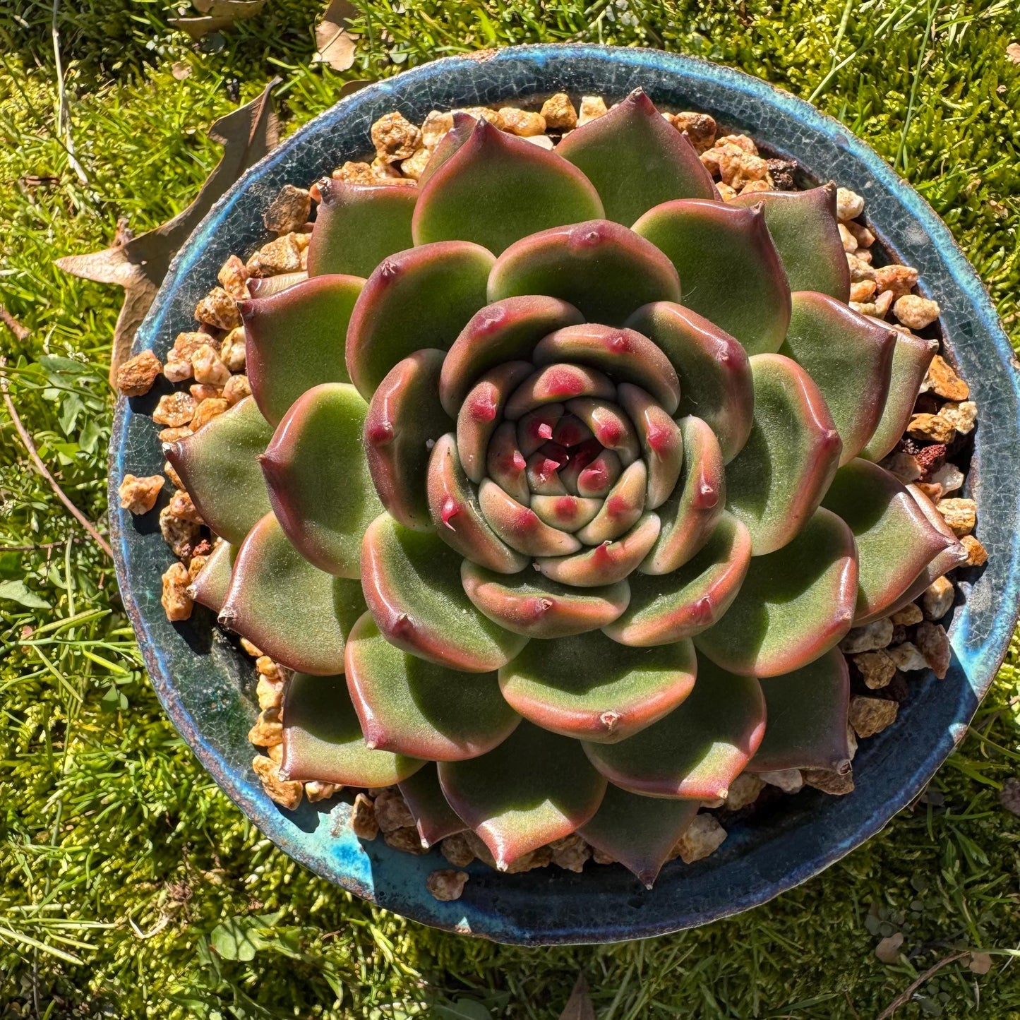 Echeveria 'Blue Dragon hybrid ' , big single head, 4.1inches