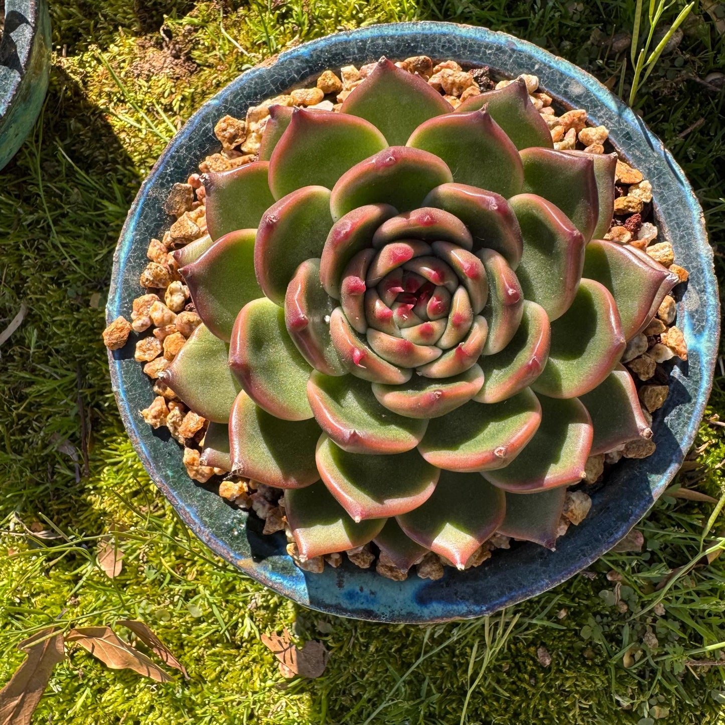 Echeveria 'Blue Dragon hybrid ' , big single head, 4.1inches