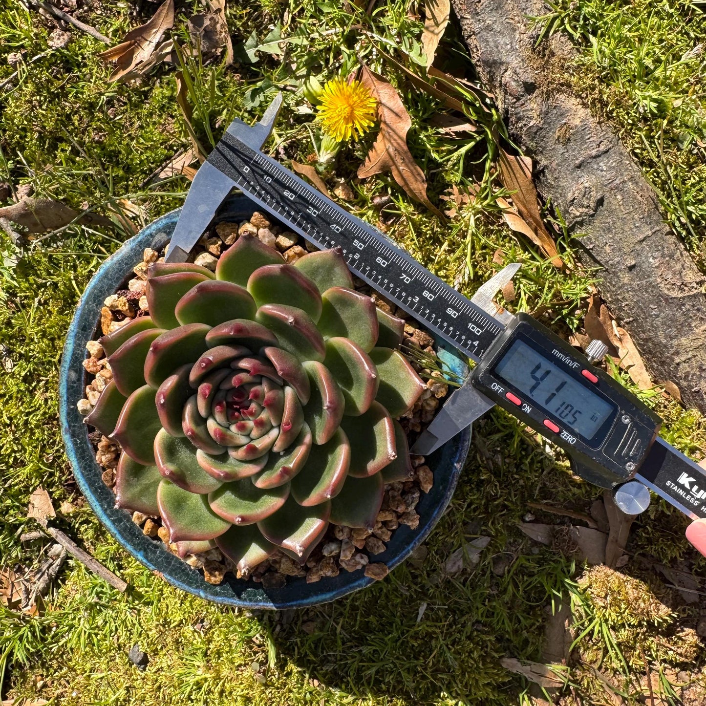 Echeveria 'Blue Dragon hybrid ' , big single head, 4.1inches