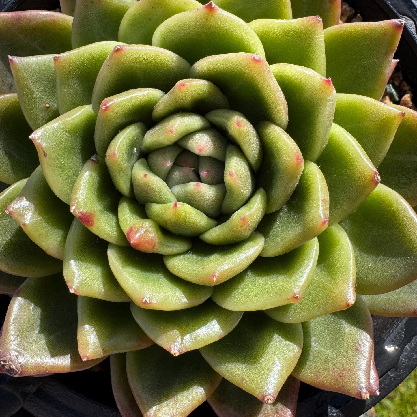 Rare succulents plants, Echeveria' agavoides hybrid', 4.1inches