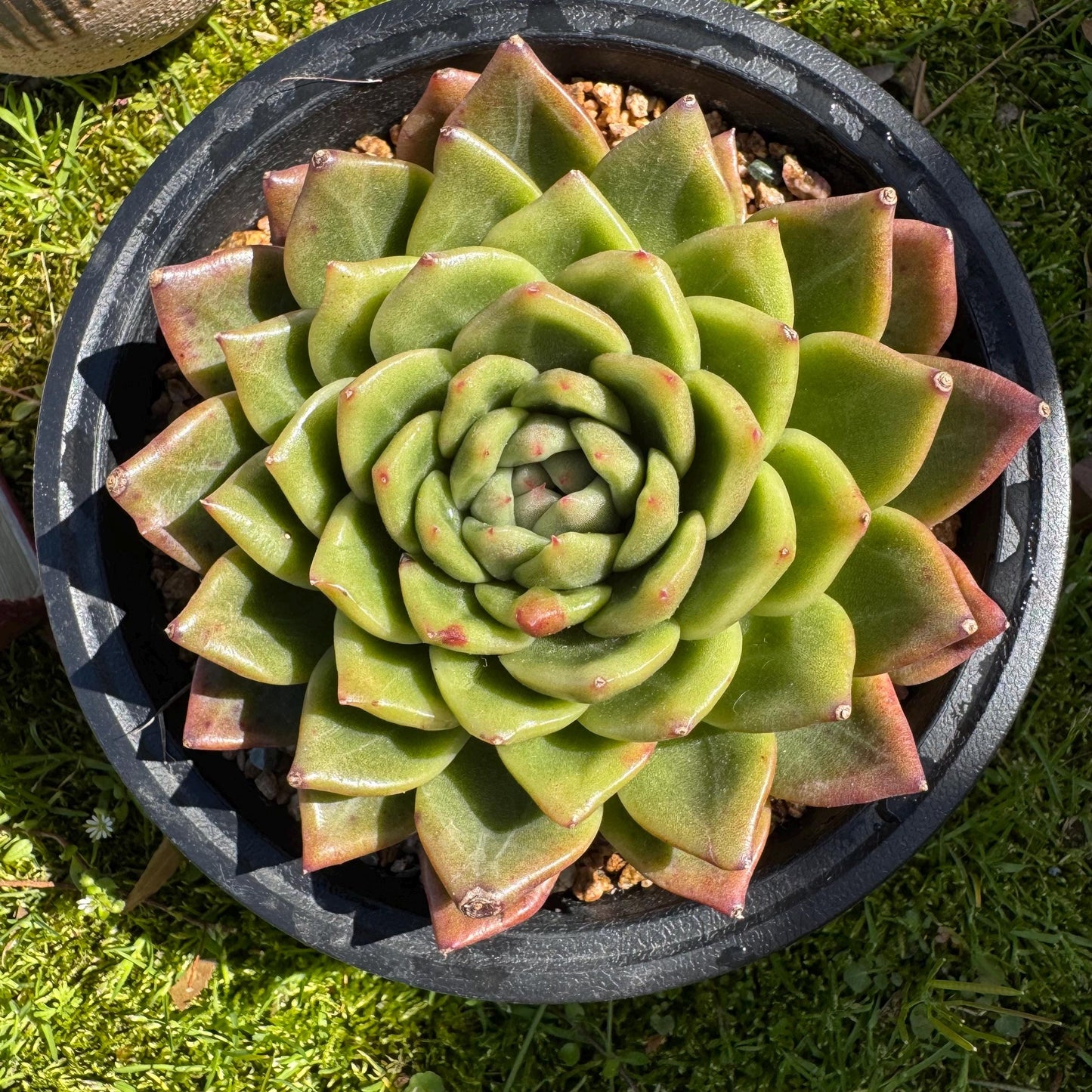 Rare succulents plants, Echeveria' agavoides hybrid', 4.1inches