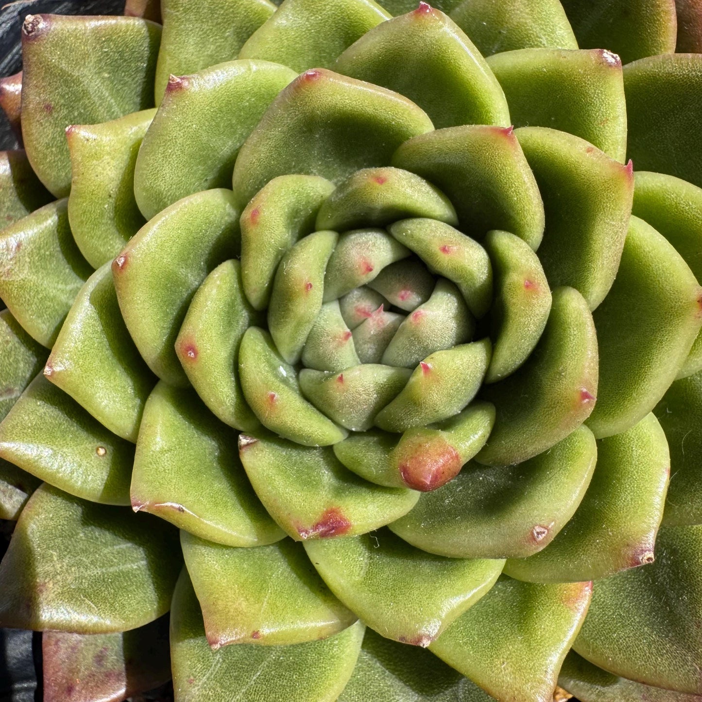 Rare succulents plants, Echeveria' agavoides hybrid', 4.1inches