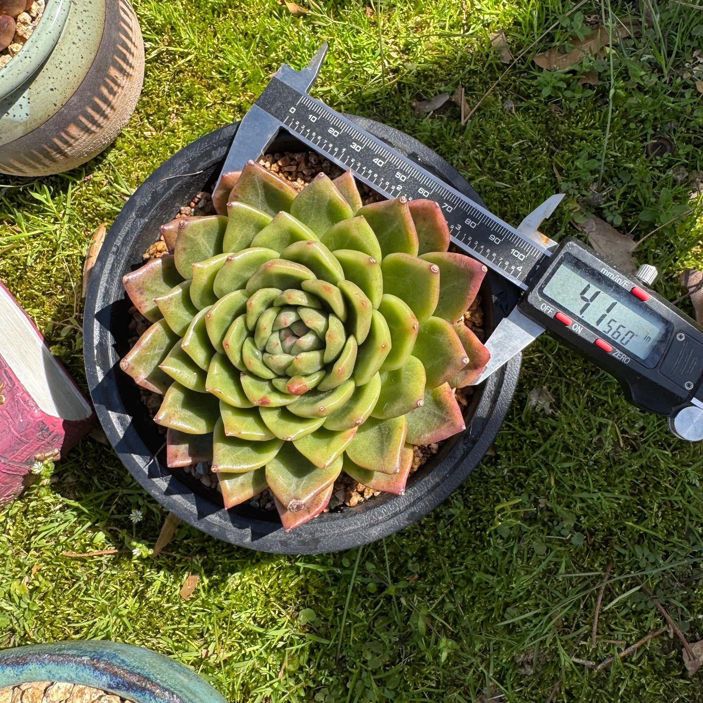 Rare succulents plants, Echeveria' agavoides hybrid', 4.1inches