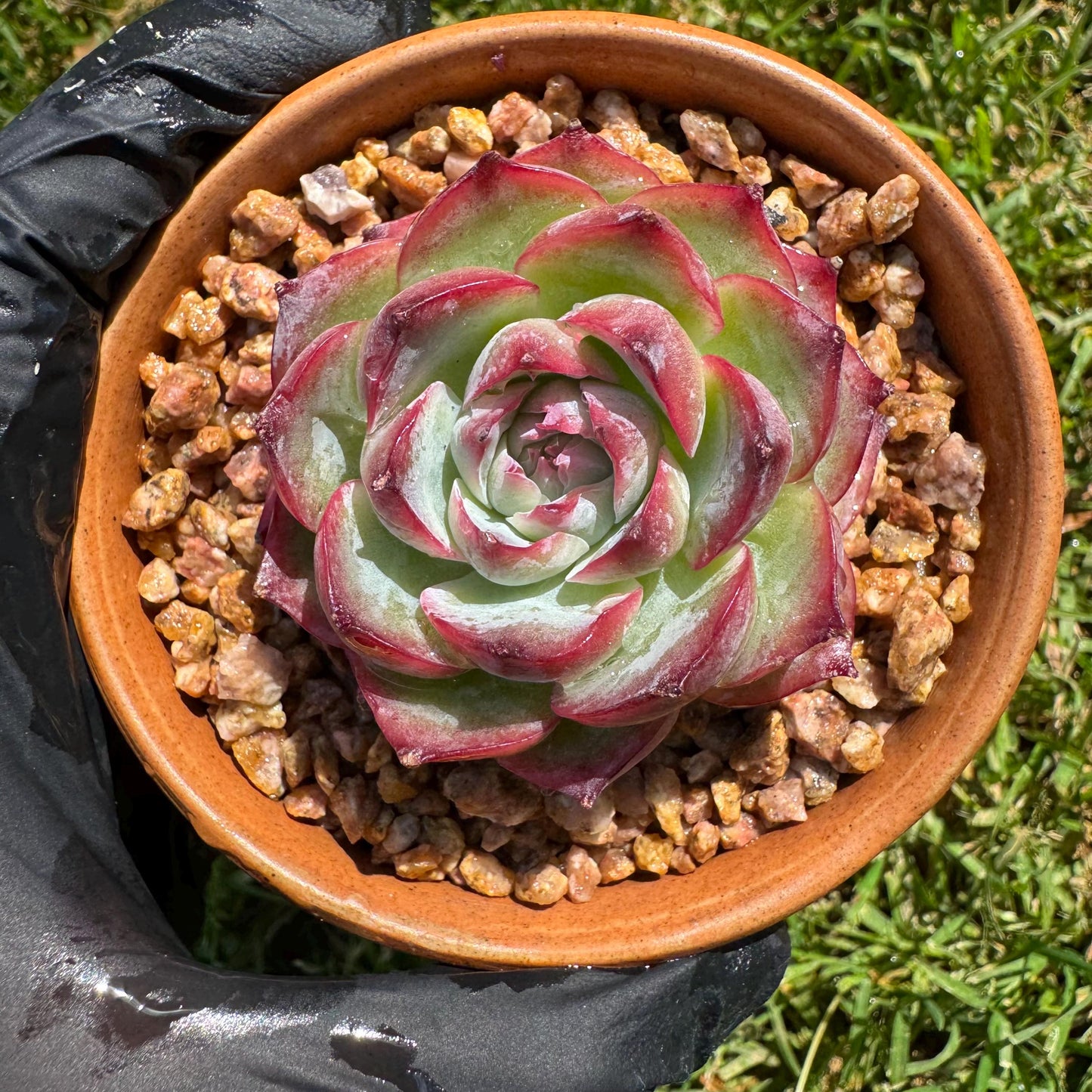 New succulents, Echeveria 'France Rose ', 2.1inches
