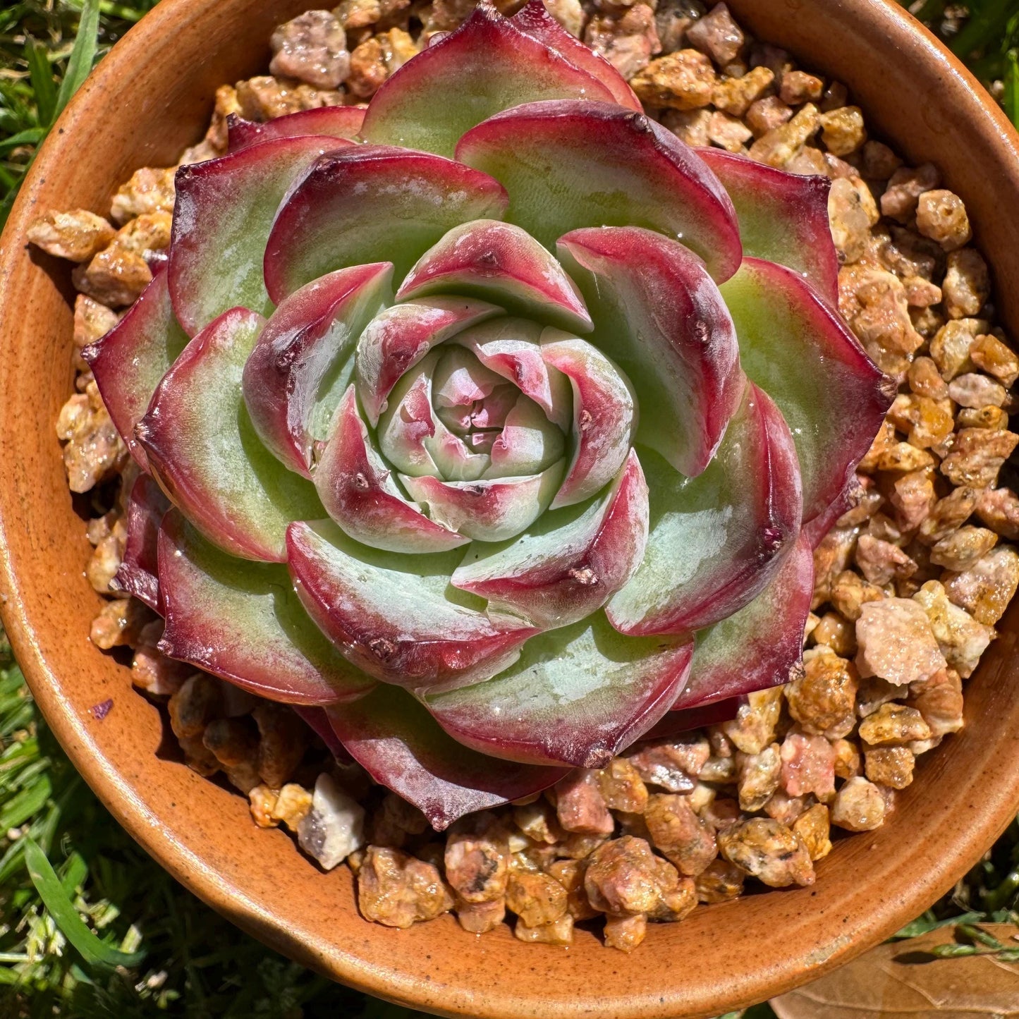 New succulents, Echeveria 'France Rose ', 2.1inches