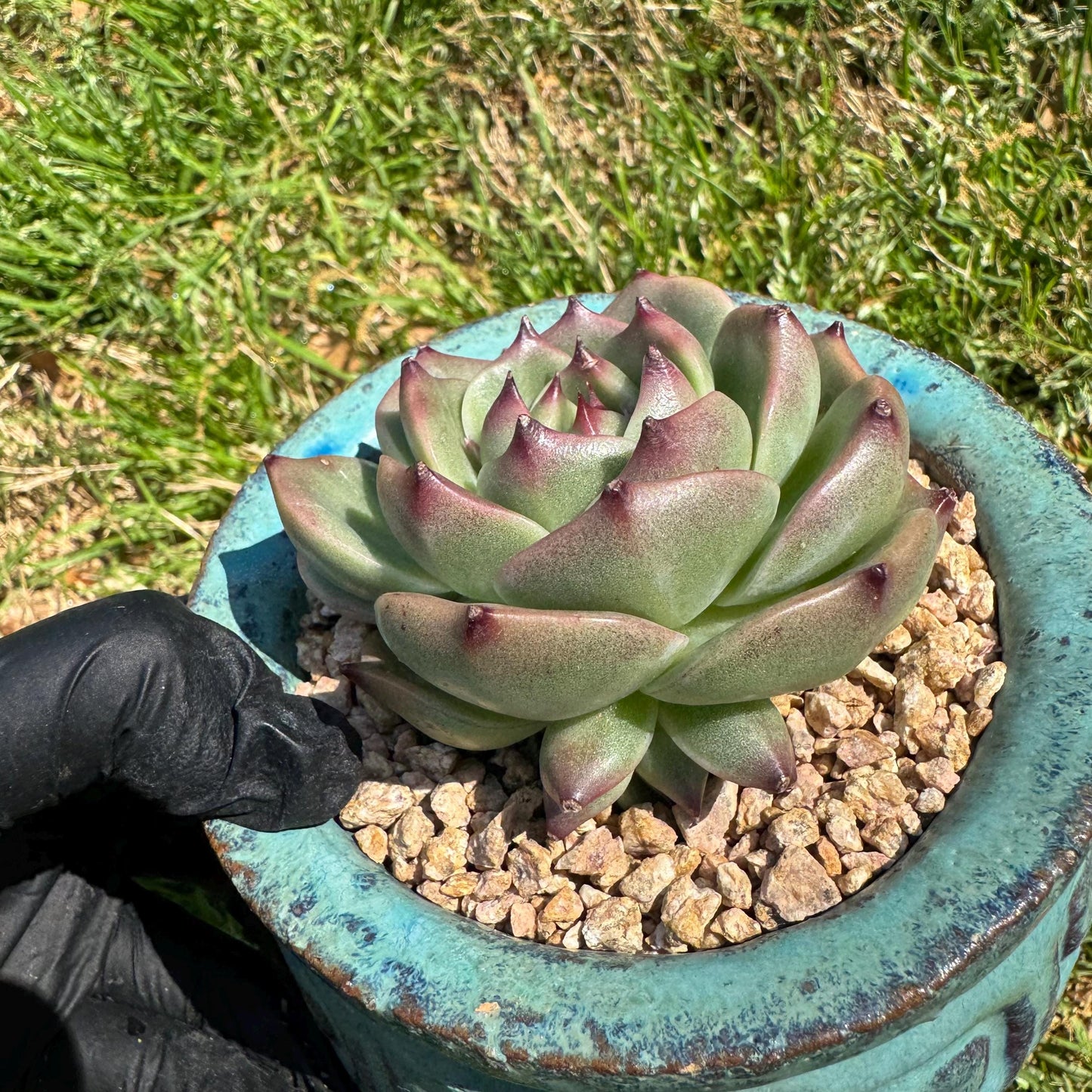 New succulents plants, Echeveria 'Blue Dragon hybrid ' , 1head with a baby, 2.7inches