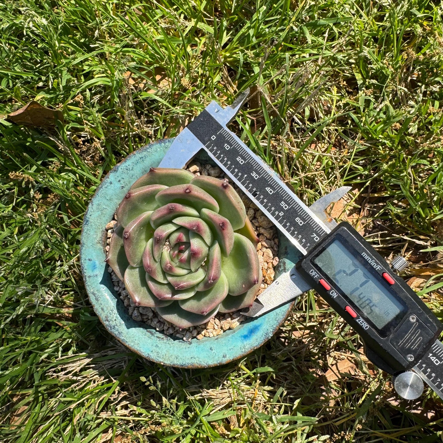 New succulents plants, Echeveria 'Blue Dragon hybrid ' , 1head with a baby, 2.7inches