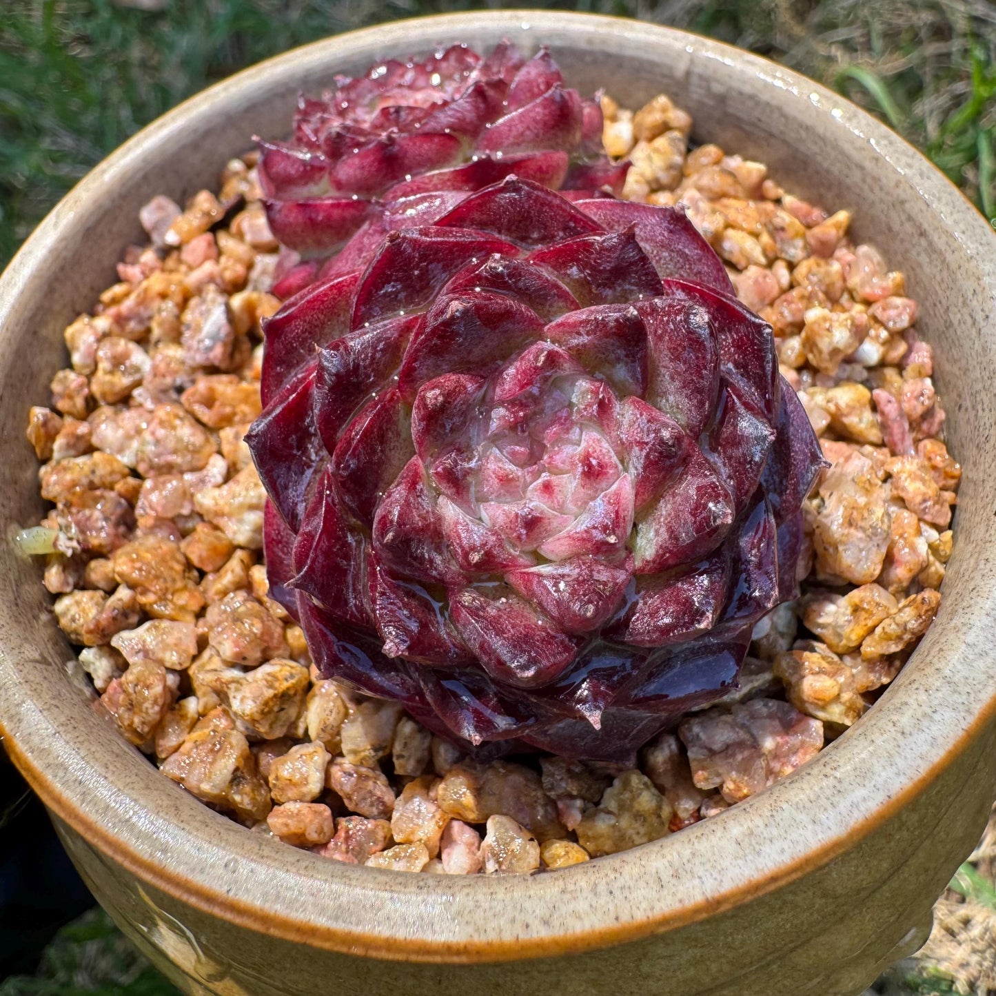 New succulents, Echeveria 'Red Velvet', 2.3inches