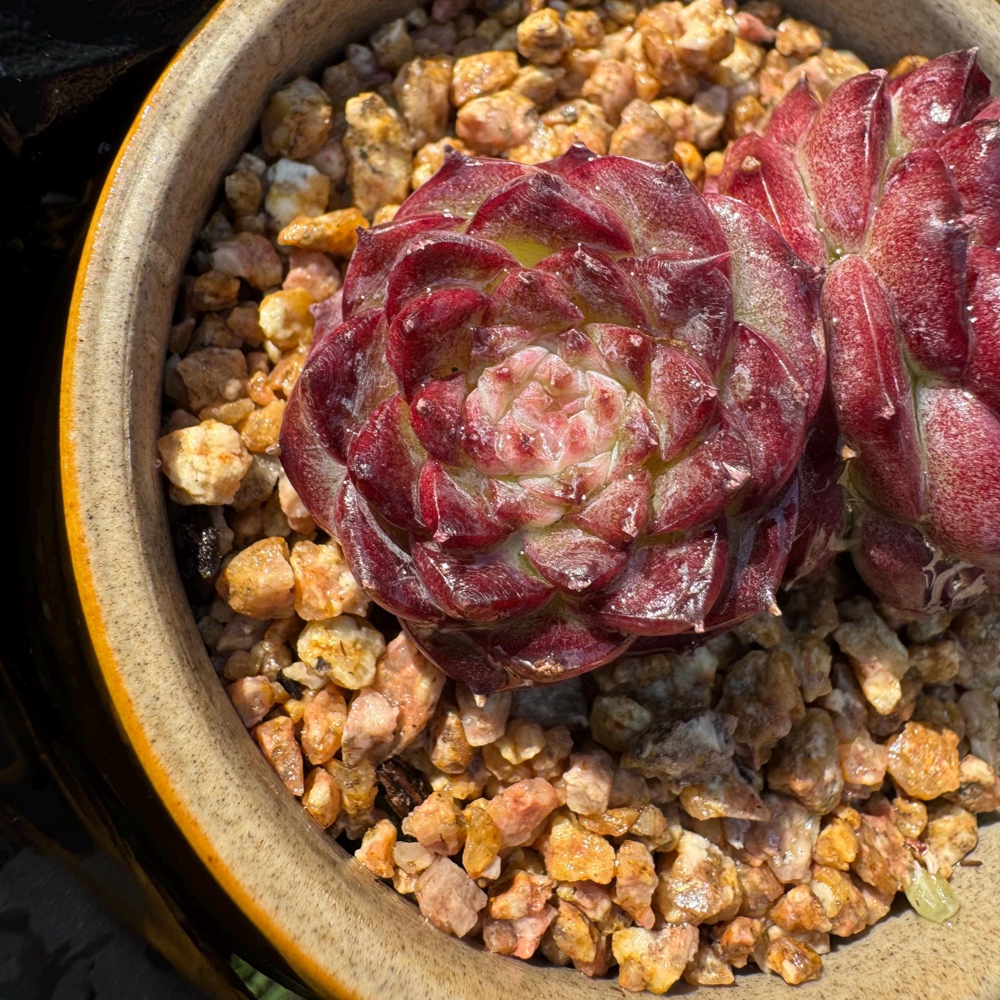 New succulents, Echeveria 'Red Velvet', 2.3inches