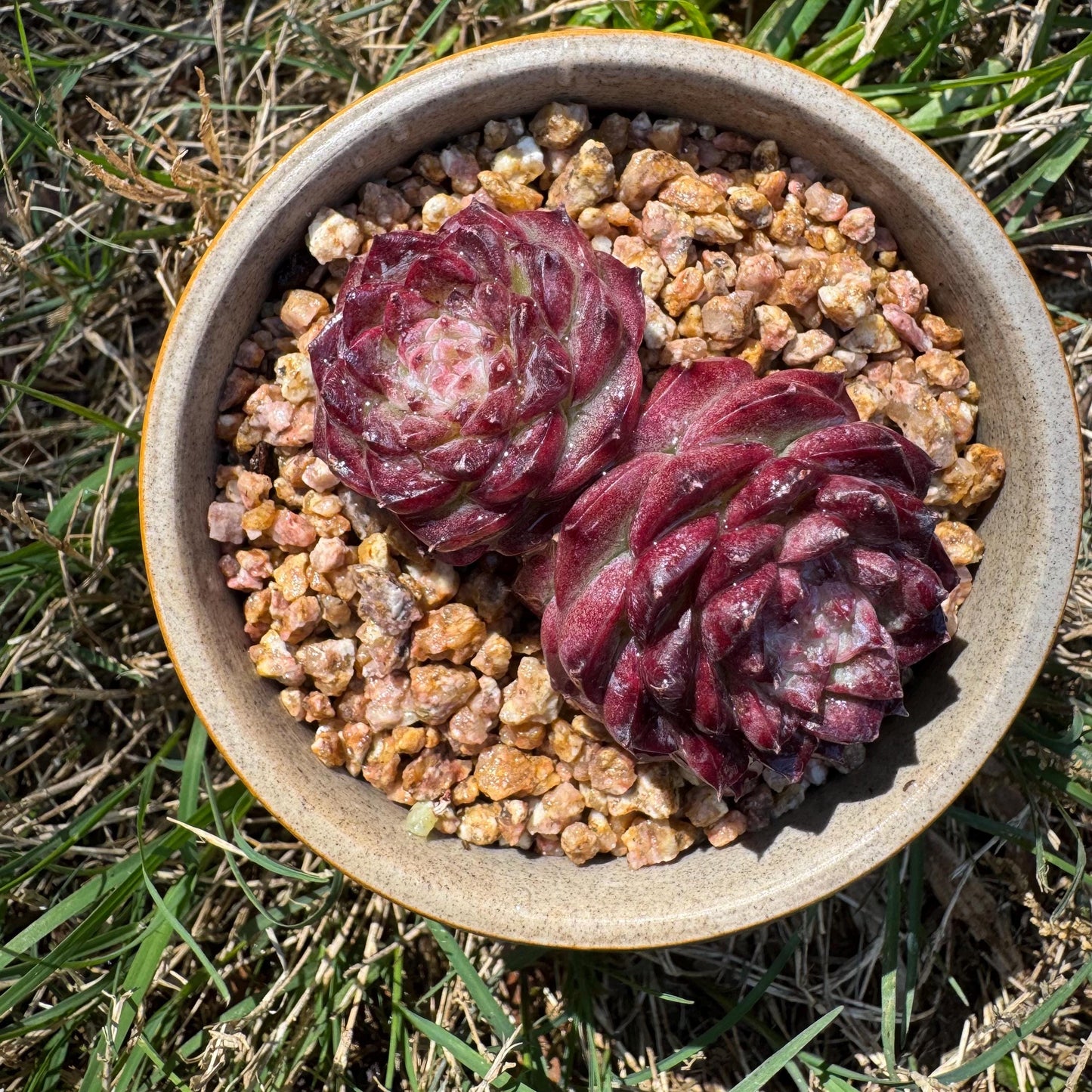 New succulents, Echeveria 'Red Velvet', 2.3inches