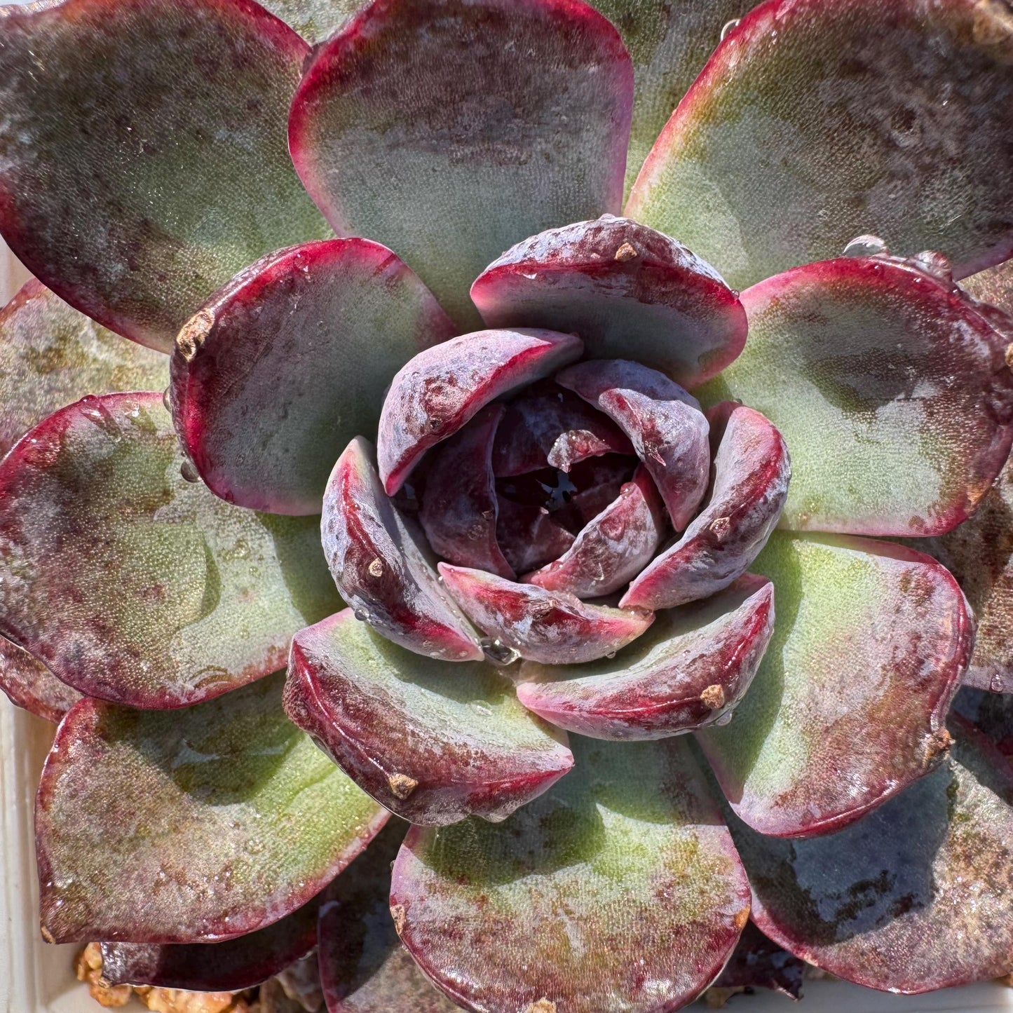 New rare succulents , Echeveri 'blueberry’ , 3.5inches