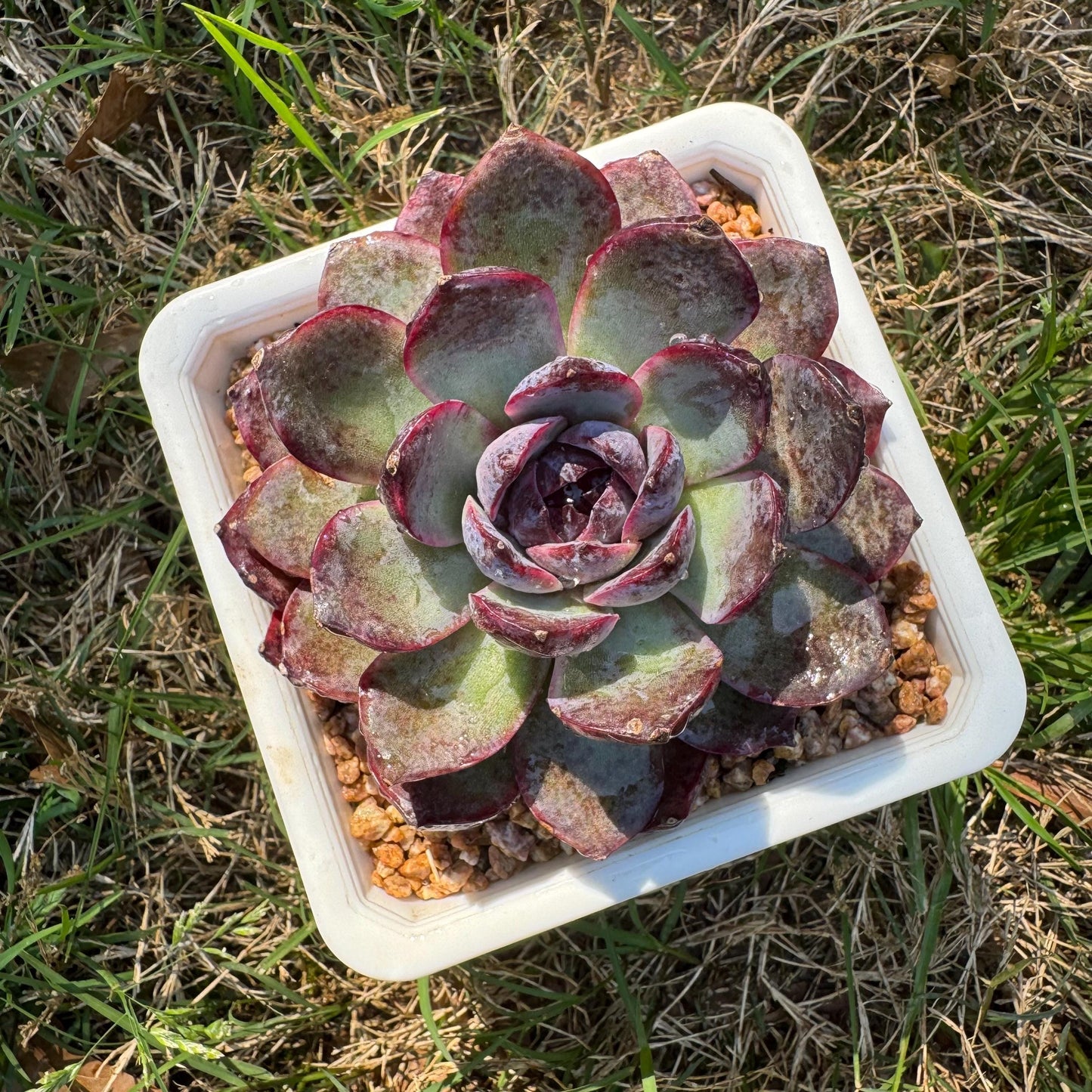 New rare succulents , Echeveri 'blueberry’ , 3.5inches