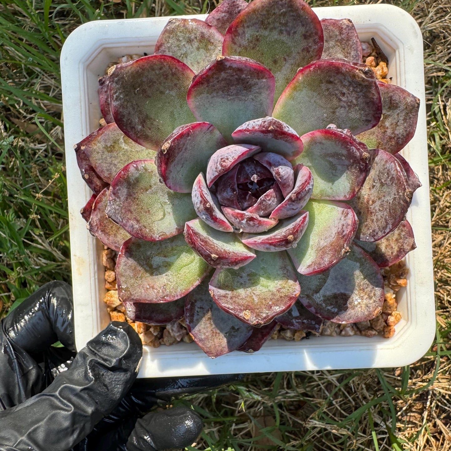 New rare succulents , Echeveri 'blueberry’ , 3.5inches