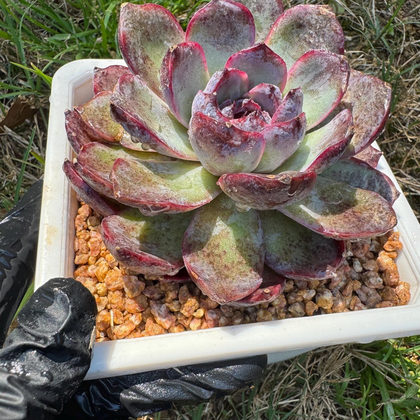 New rare succulents , Echeveri 'blueberry’ , 3.5inches