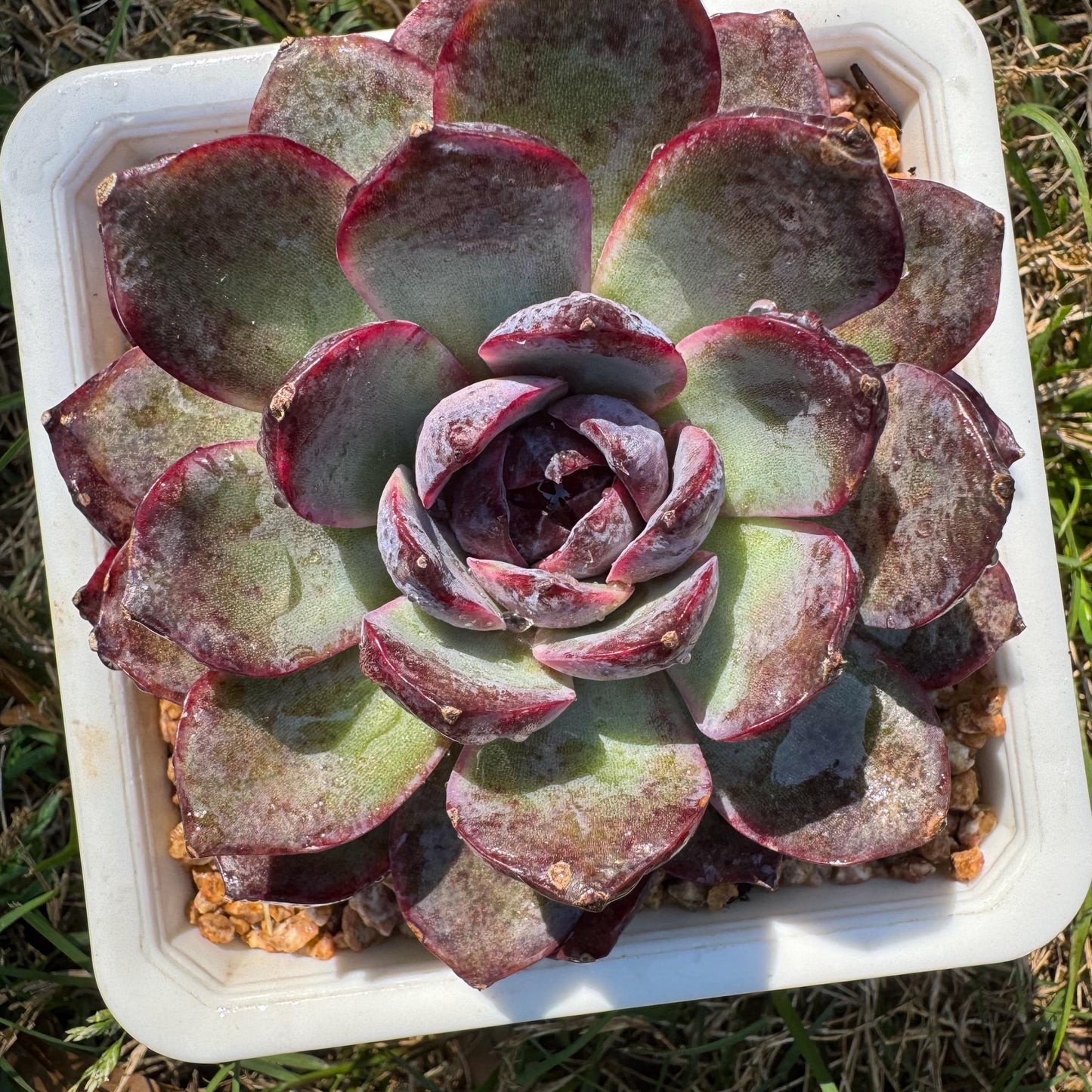 New rare succulents , Echeveri 'blueberry’ , 3.5inches