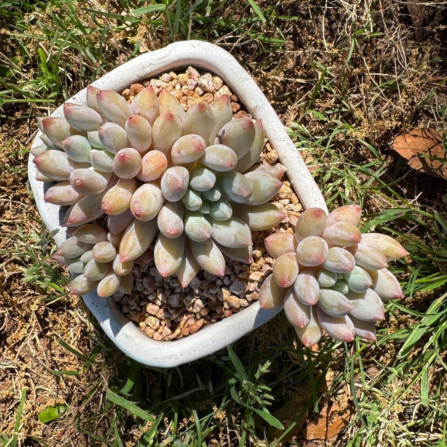 Rare succulents, Pachyveria' Angel's Finger' big cluster, 4.5inches