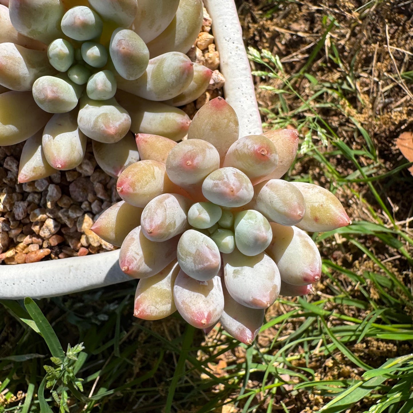 Rare succulents, Pachyveria' Angel's Finger' big cluster, 4.5inches
