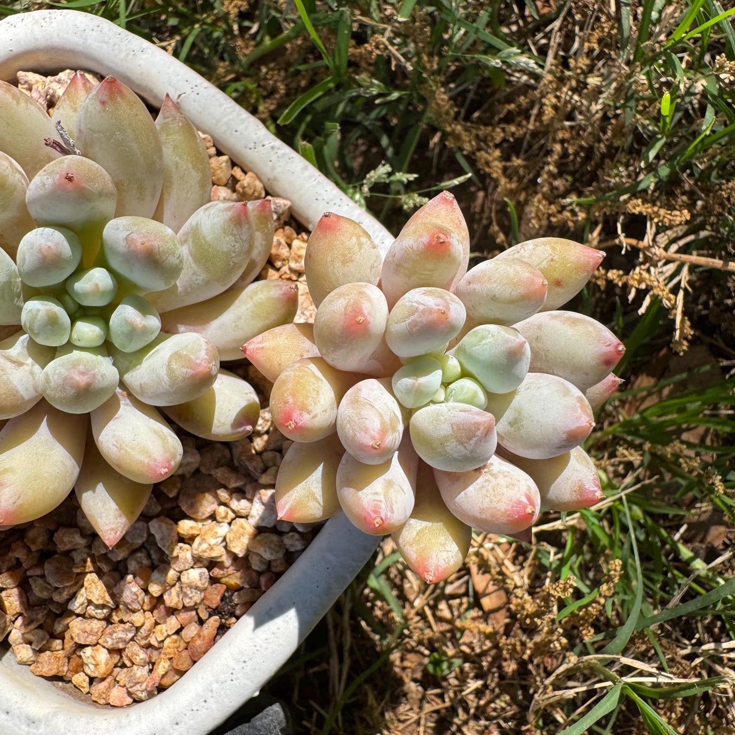 Rare succulents, Pachyveria' Angel's Finger' big cluster, 4.5inches