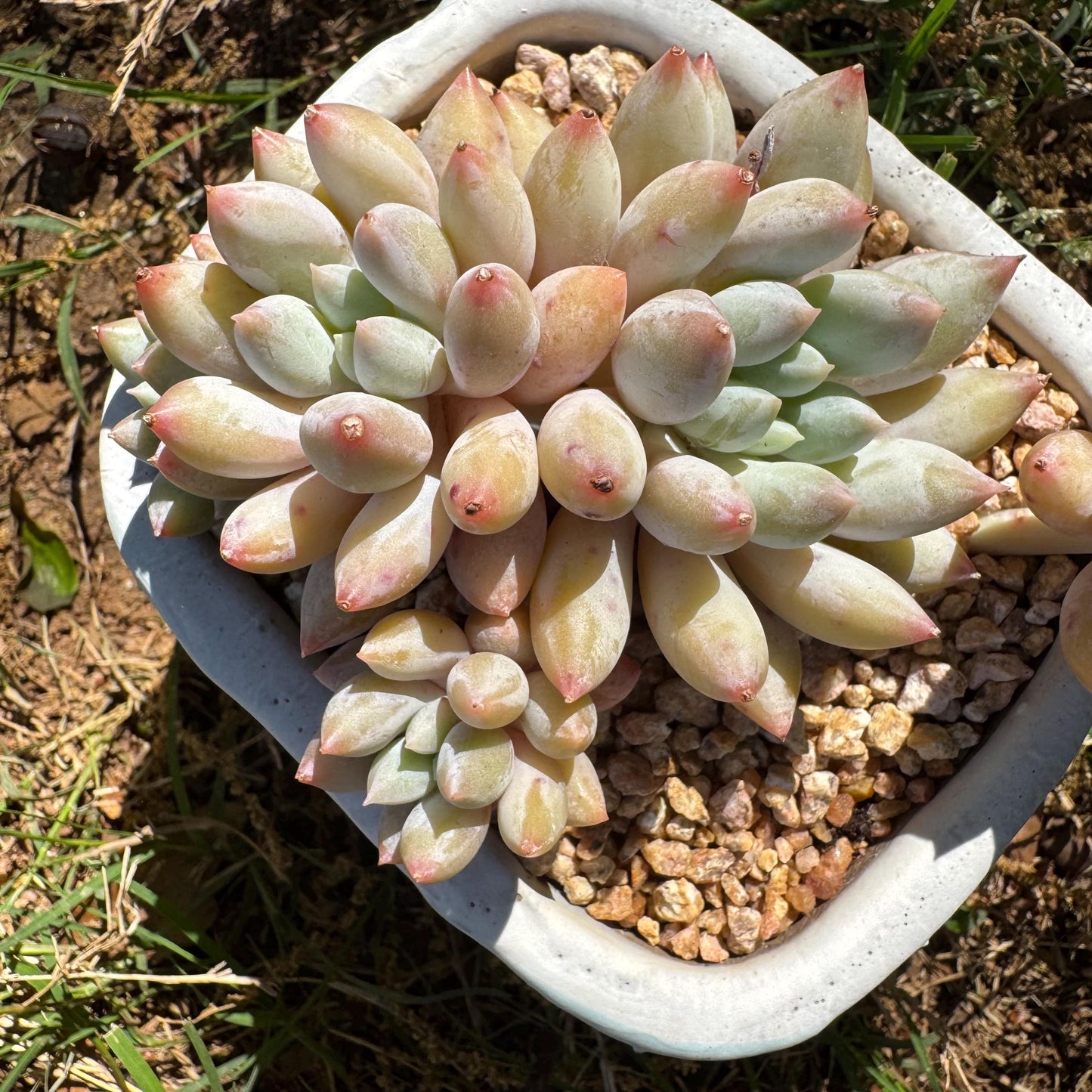 Rare succulents, Pachyveria' Angel's Finger' big cluster, 4.5inches