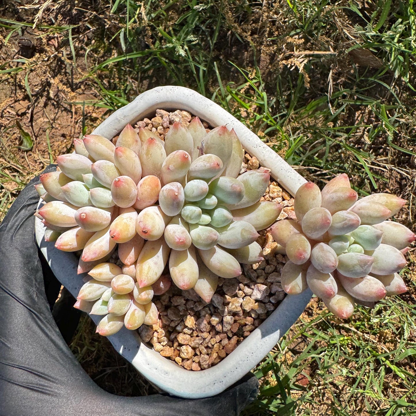Rare succulents, Pachyveria' Angel's Finger' big cluster, 4.5inches