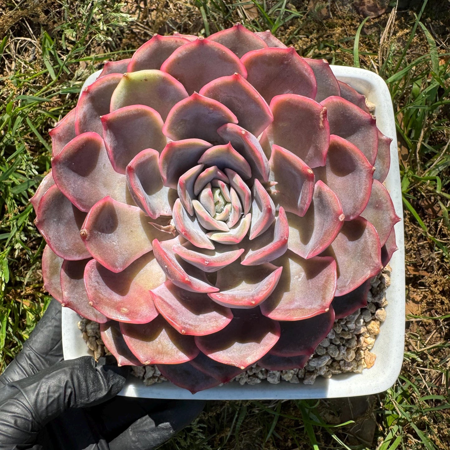 Succulents plants, Echeveria 'Dark ice ', 4.7inches