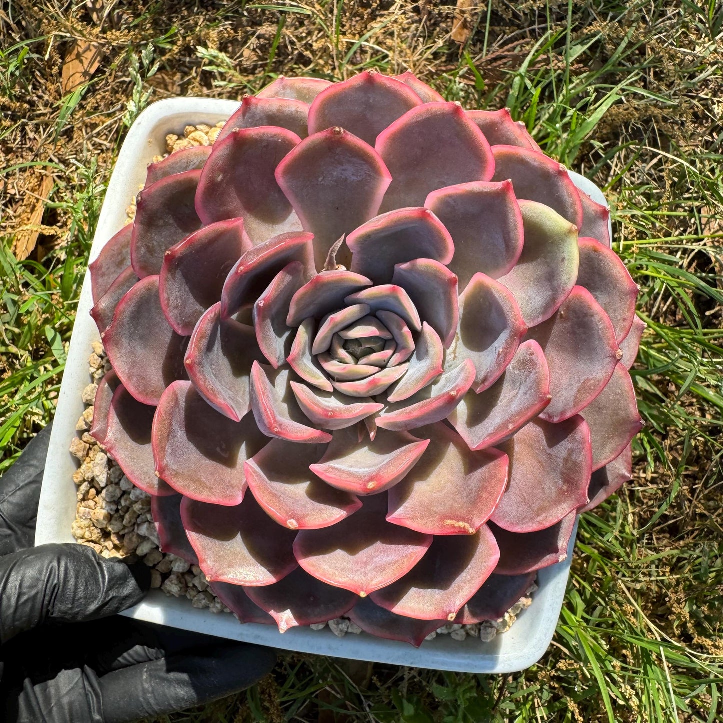 Succulents plants, Echeveria 'Dark ice ', 4.7inches