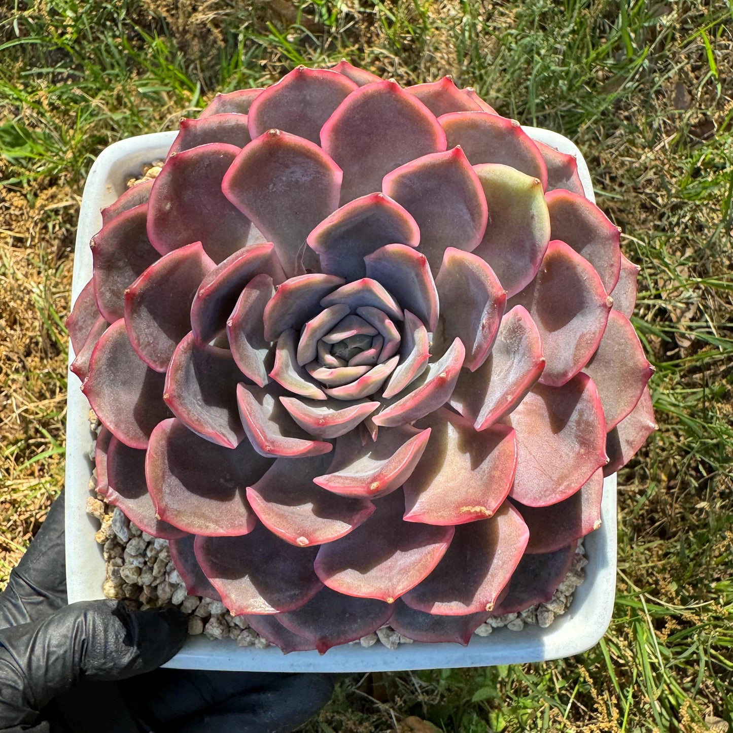 Succulents plants, Echeveria 'Dark ice ', 4.7inches