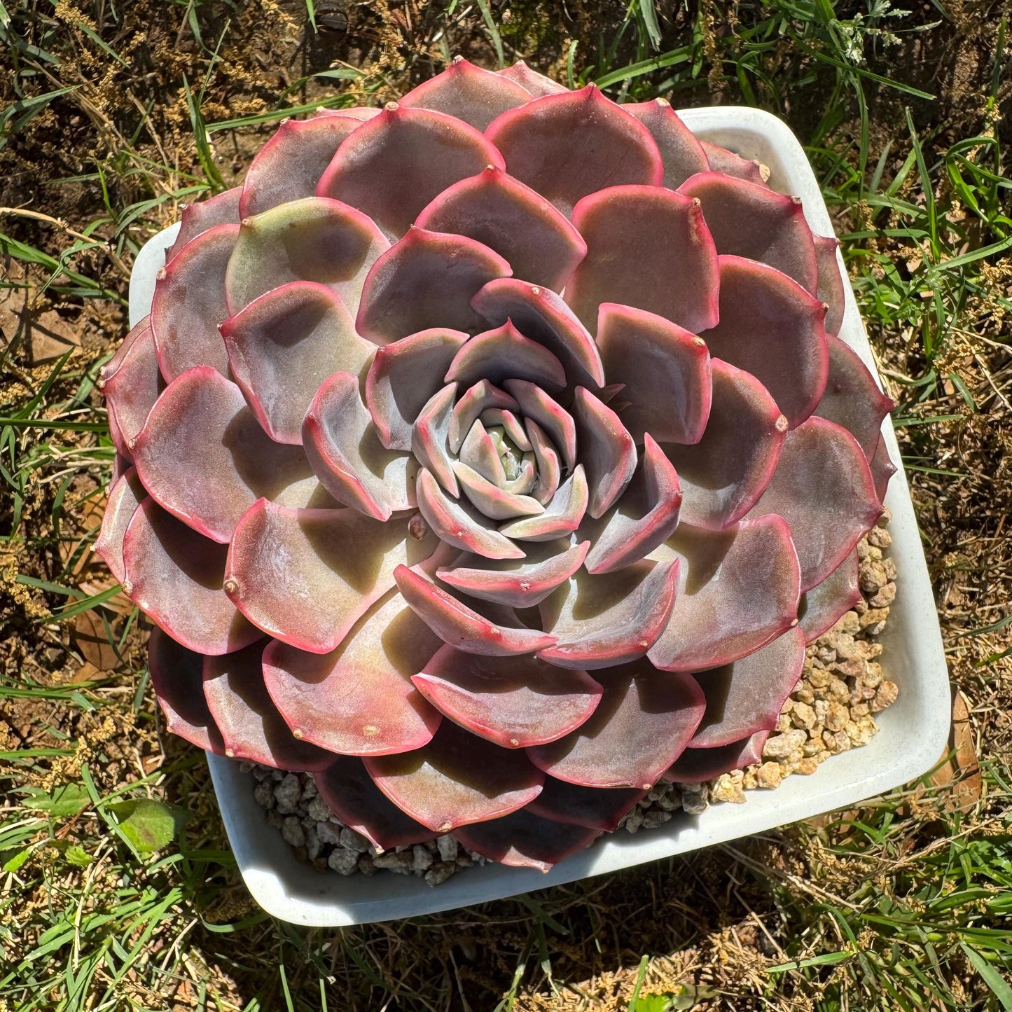 Succulents plants, Echeveria 'Dark ice ', 4.7inches