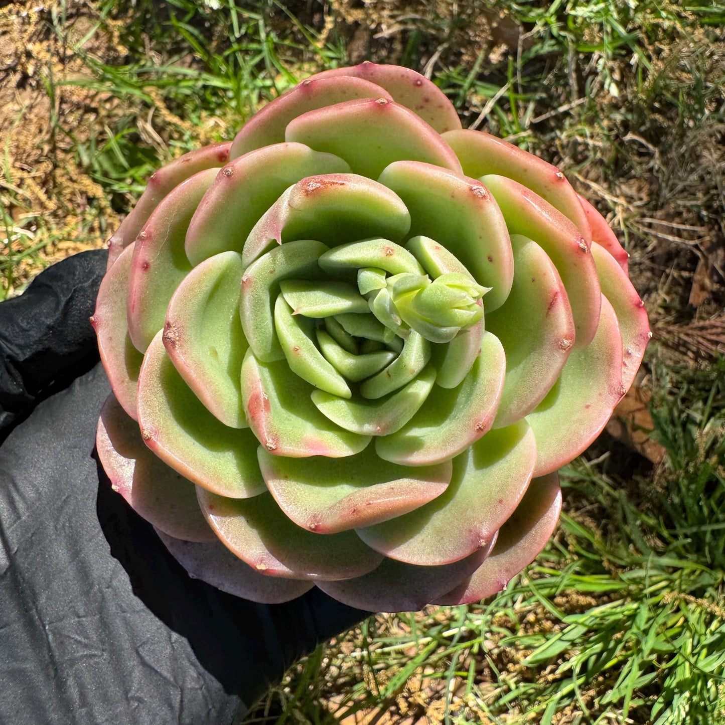 Rare succulents, Echeveria 'Peach Pride fairy' ,3.2inches