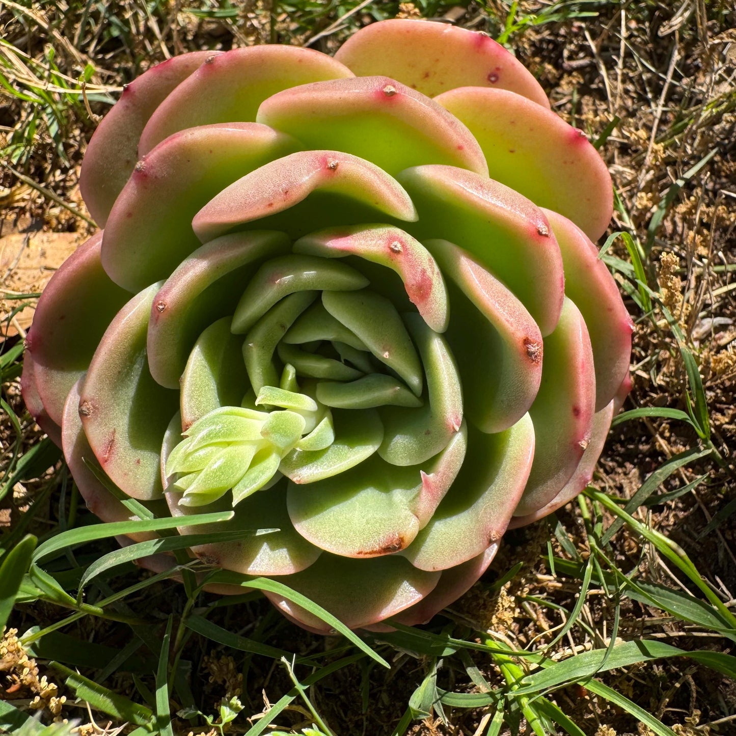 Rare succulents, Echeveria 'Peach Pride fairy' ,3.2inches