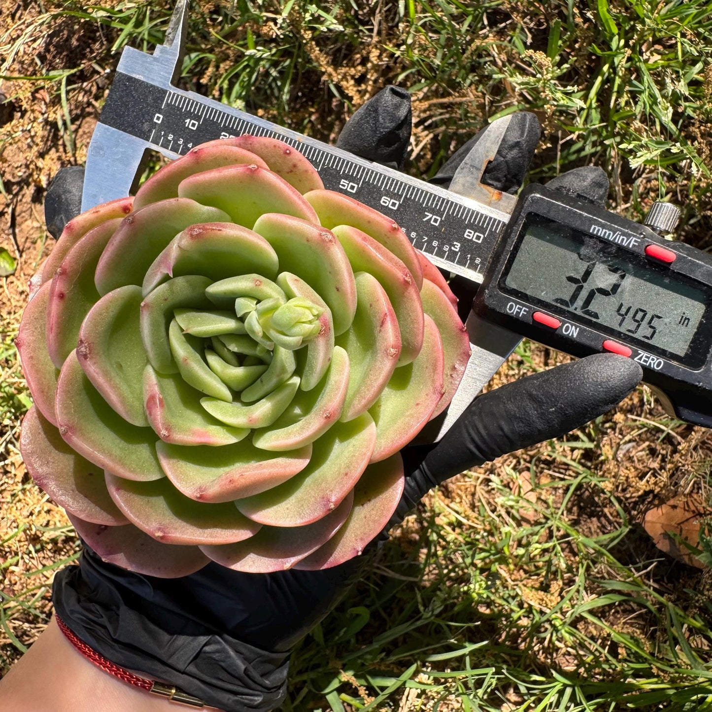 Rare succulents, Echeveria 'Peach Pride fairy' ,3.2inches