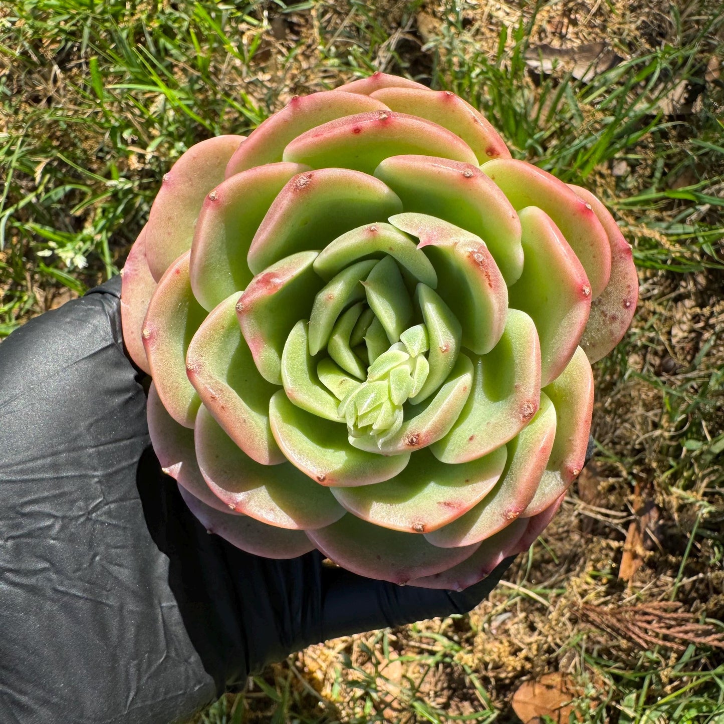 Rare succulents, Echeveria 'Peach Pride fairy' ,3.2inches