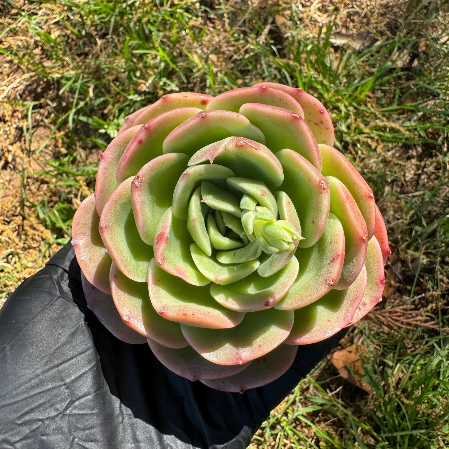 Rare succulents, Echeveria 'Peach Pride fairy' ,3.2inches