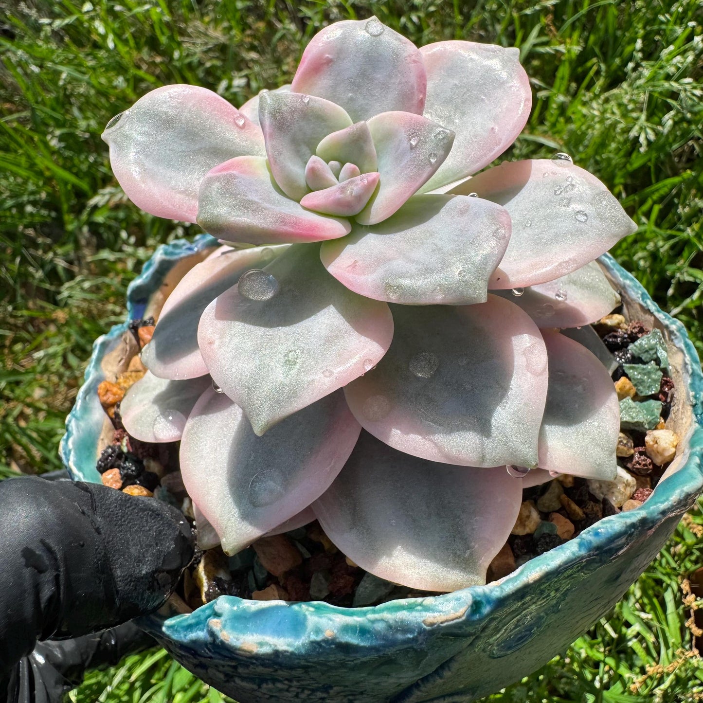 Rare succulents plants, Graptopetalum 'Purple Delight' Variegated, 3.4inches
