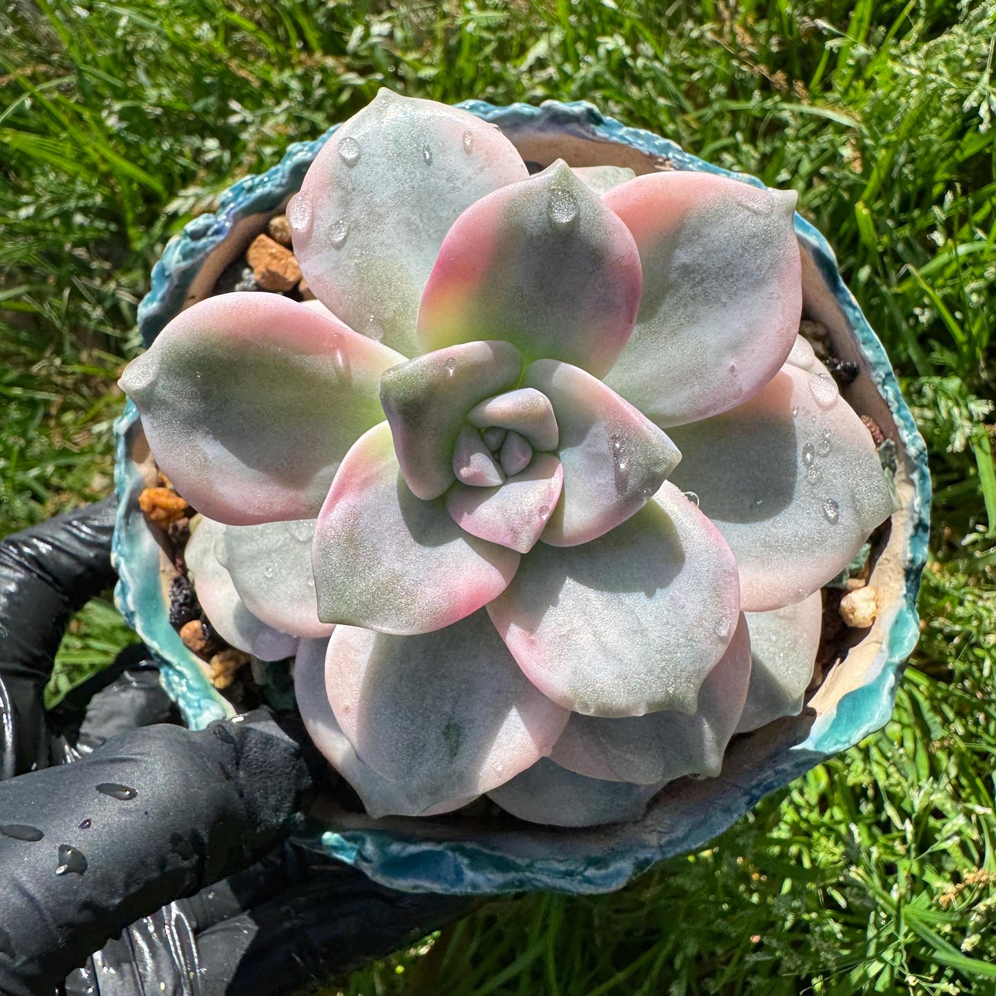Rare succulents plants, Graptopetalum 'Purple Delight' Variegated, 3.4inches
