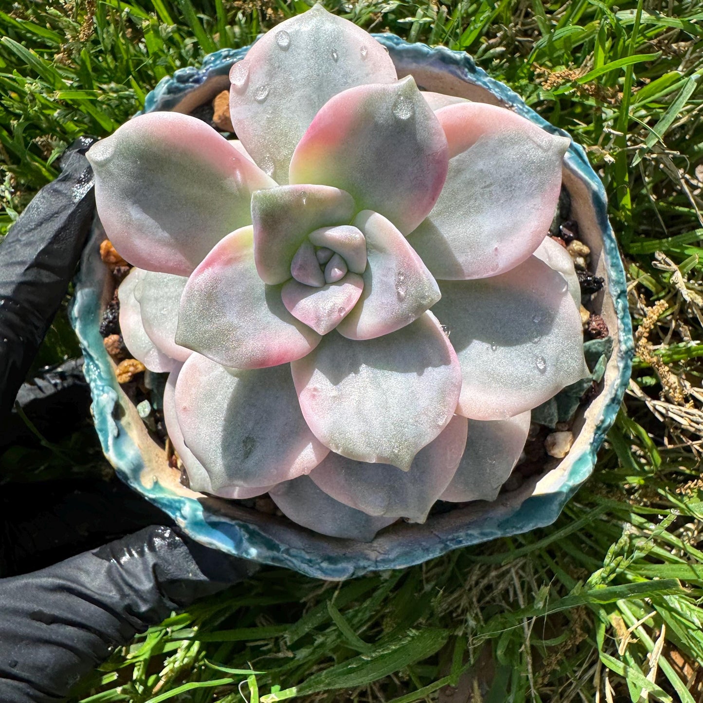 Rare succulents plants, Graptopetalum 'Purple Delight' Variegated, 3.4inches