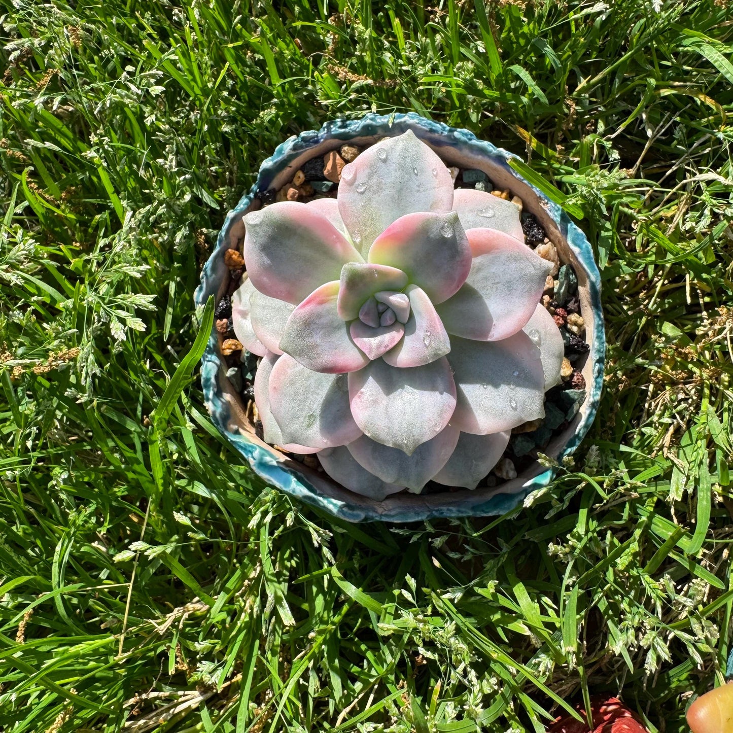 Rare succulents plants, Graptopetalum 'Purple Delight' Variegated, 3.4inches