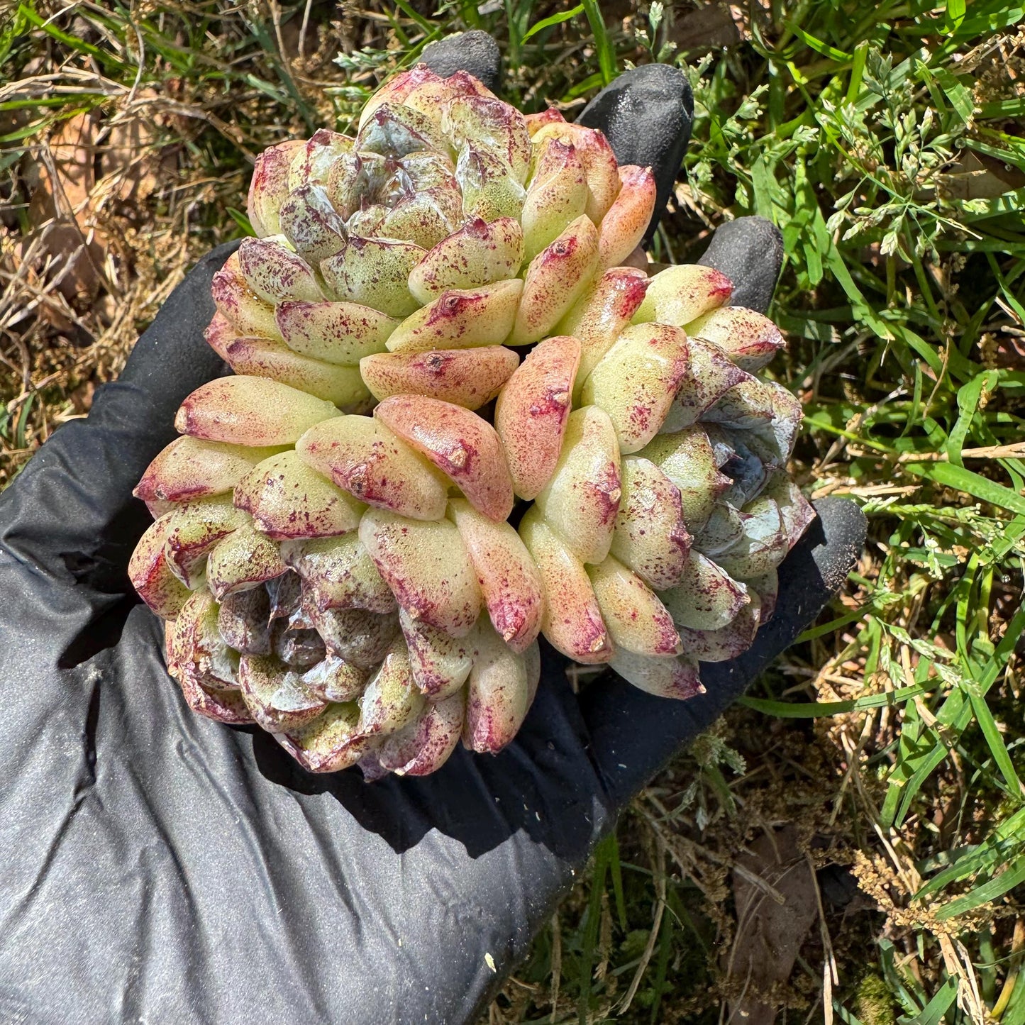 New rare succulents ,' White beach', 3heads, 2.9inches