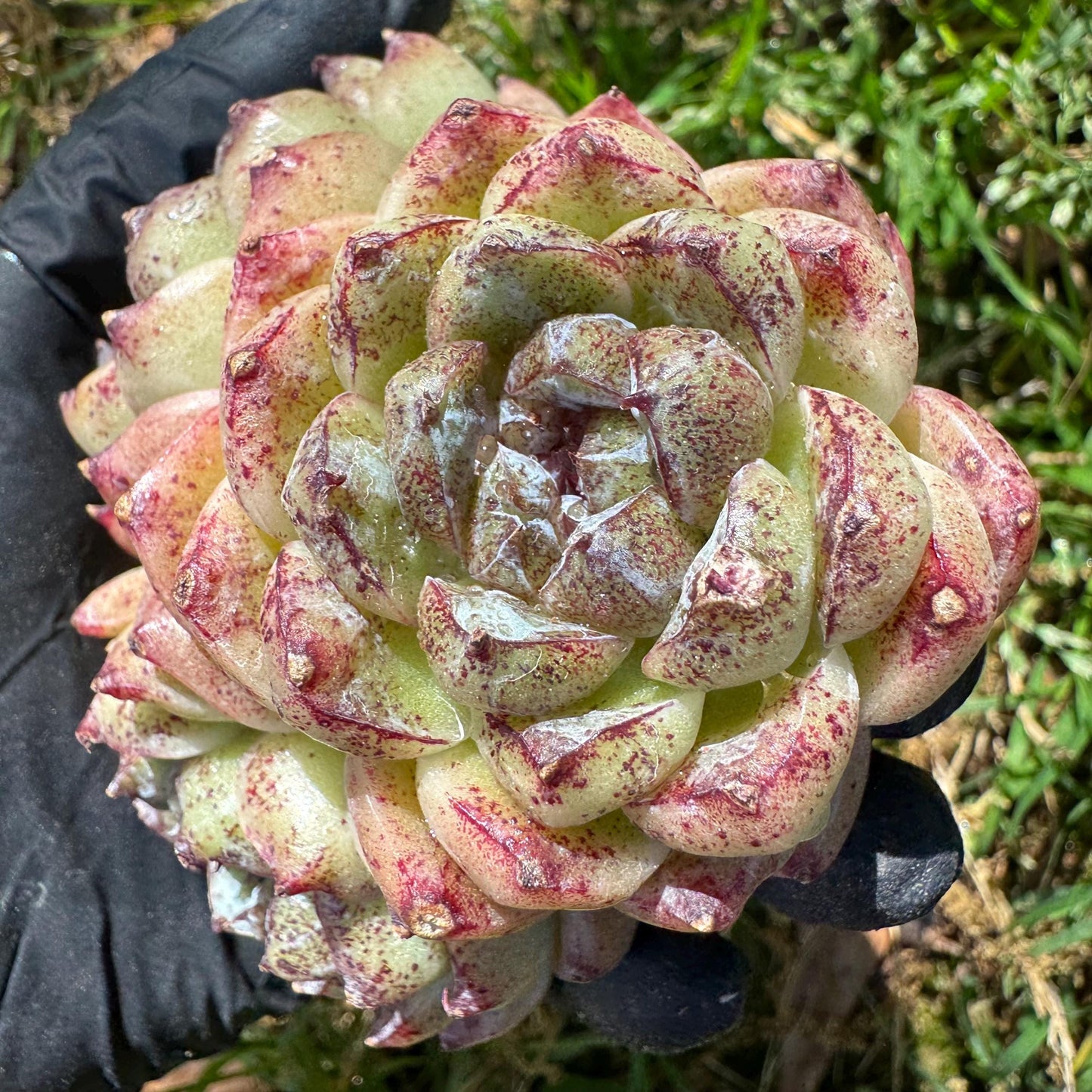 New rare succulents ,' White beach', 3heads, 2.9inches